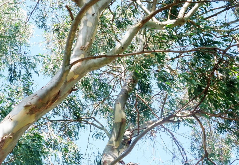 Eukalyptus sněhový